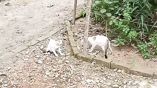 Funny video