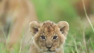 Love animals