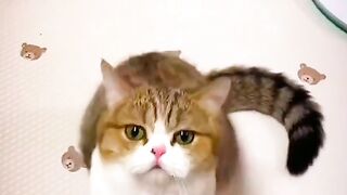Pretty cat