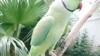 میاں میٹھو روٹین