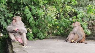 Funny monkey eating apple