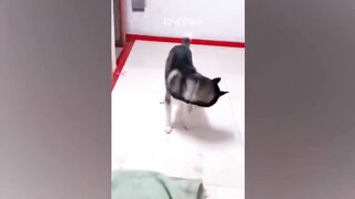 Animals comedy