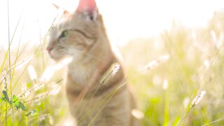 My Cat in The Sun