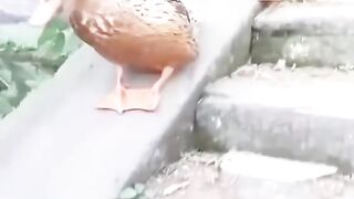 New Funny Videos 2023 ???? Cutest Cats and Dogs