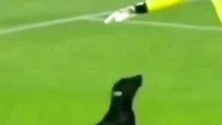 Messi and Dog funny moments in ground during match