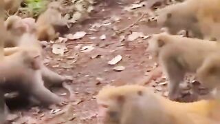 funny monkey fight... ????