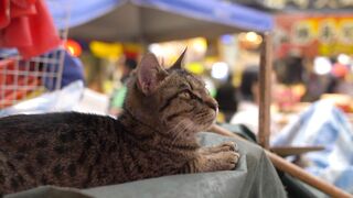 My Cat in the Market