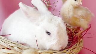 Beautiful Rabbit