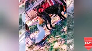 ???? Funniest Animals ???? Part 16