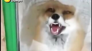 Funny doge