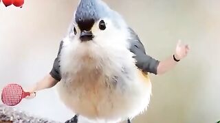 Funny animal's