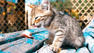 Homeless CAT