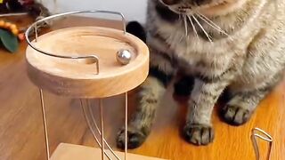 CAT PLAYING