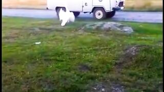 Гусь встречает хозяина ????????