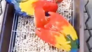 My viral Parrot