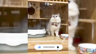 Funny cat daily life videos ???? - Funny cats videos????.