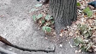 Ушастик знает, что кругом враги / The squirrel knows that there are enemies