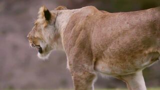 Wild Life In Kenya