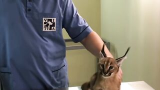Иногда Деви думает что она дракон и замечательно вживается в роль