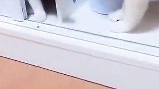 Naughty CATS LOL
