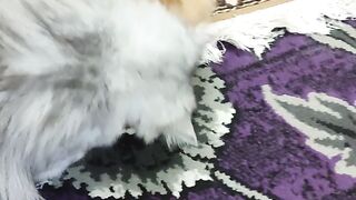 Cats play fight