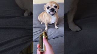 My Dog is Smarter than Husky and Chihuahua ????????