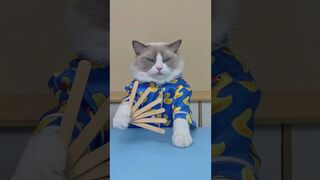 It's time for Puff to deal with his FANS ???? #thatlittlepuff #catsofyoutube