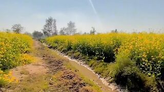 Punjab village