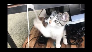 Cute and Funny __ Cats __ Naughty cat