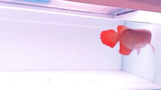 Arwana fish