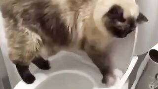 Лучше игрушки не найти
