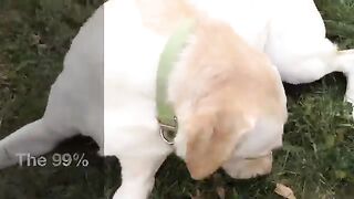 Dog caring