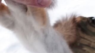 Немного пожмякал Толстую / Tolstaya squirrel