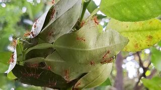 ant colony