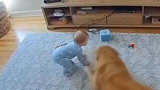 Hero Dog Saves Baby From Falling TV #baby #dog #shortsfeed #viral #trending