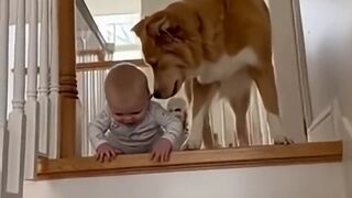Kind Dog Saves Cute Baby Falls From Stairs #baby #dog #shortsfeed #viral #trending