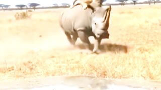 Mother Rhino SAVES Baby from Lion