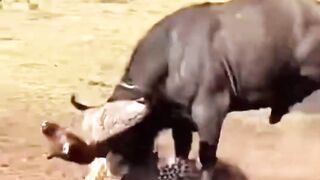 Where will the cheetah run to now? #buffalo #cheetah #wildlife #animals #crocodile