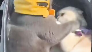 go fight????