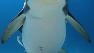 Inside this shark, a silent murder mystery is happening.