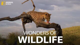 America's Amazing Wildlife: Nature's Wonders | NS Nishan100 Animals