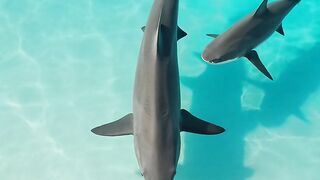 Inside the dramatic and dangerous world of shark reproduction.