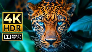 The most beautiful collection of wild animals in 4K quality