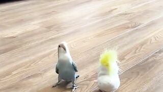 The Ultimate Birdie Chaos Compilation ????"