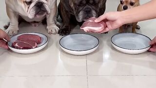 anjing dapet jatah mbg