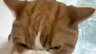 Funniest Kittens of the Day ???? #catshorts 8