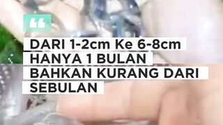 Dari ukuran 1-2cm ke 6-8cm hanya sebulan bahkan kurang❗BEGINI caranya