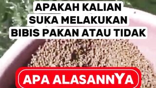 Apakah kalian suka bibis pakan atau tidak❓ Apa alasannya
