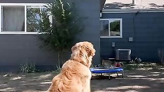 Funny Dog 23