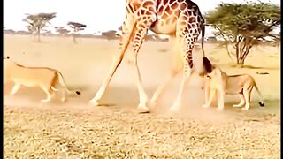 A true friend is one who stands by you in times of trouble #wildlife #animals #giraffe #lion #rhino